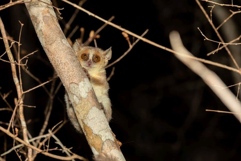 Madame Berthe's mouse lemur, smallest primate in the world