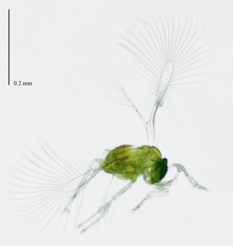 Megaphragma caribea, smallest flying animal