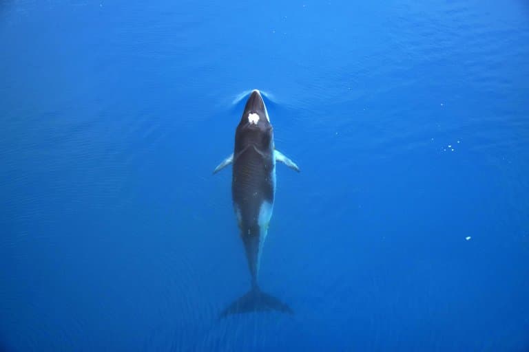 Minke Whale from above