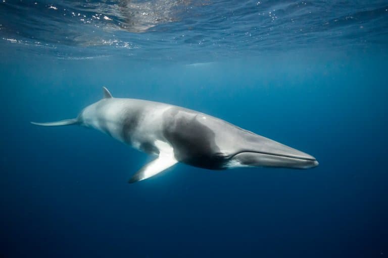 Minke Whale Facts