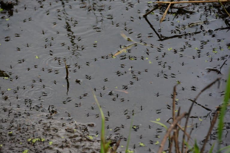 Mosquitos in water!