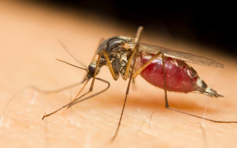 Mosquito blood sucking