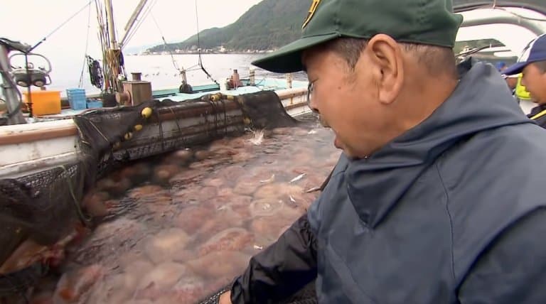 Nomura’s Jellyfish caught by a trawler!