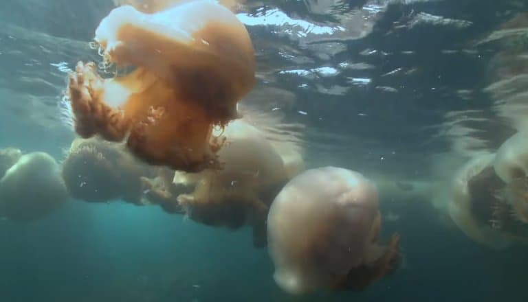 Nomura’s Jellyfish bloom