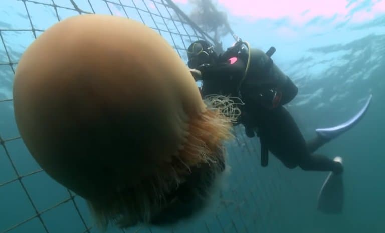 Nomura’s Jellyfish with diver