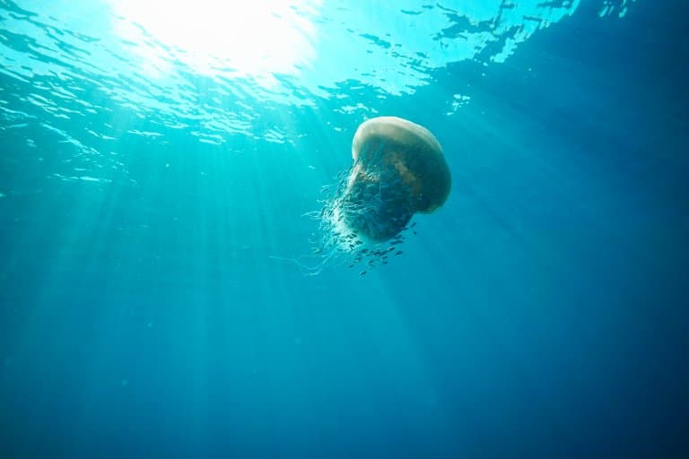 Nomura’s Jellyfish Facts