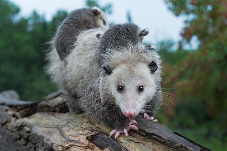 Lazy Opossum