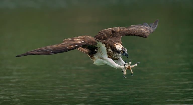 Osprey diving and talons