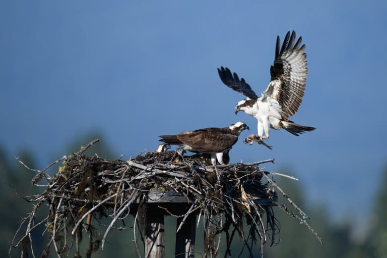Osprey breeding nest