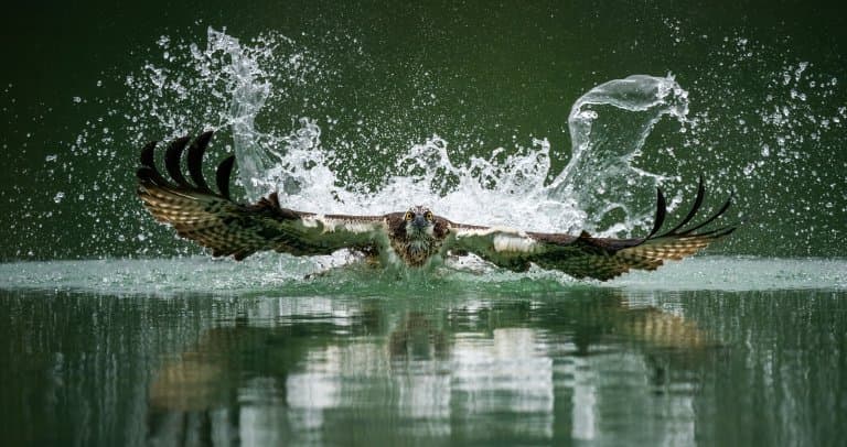 Osprey in water