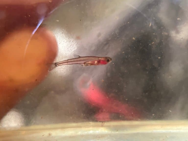 Paedocypris progenetica, the worlds smallest fish