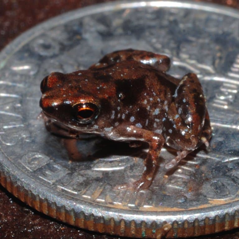 Paedophryne amauensis, smallest frog in the world