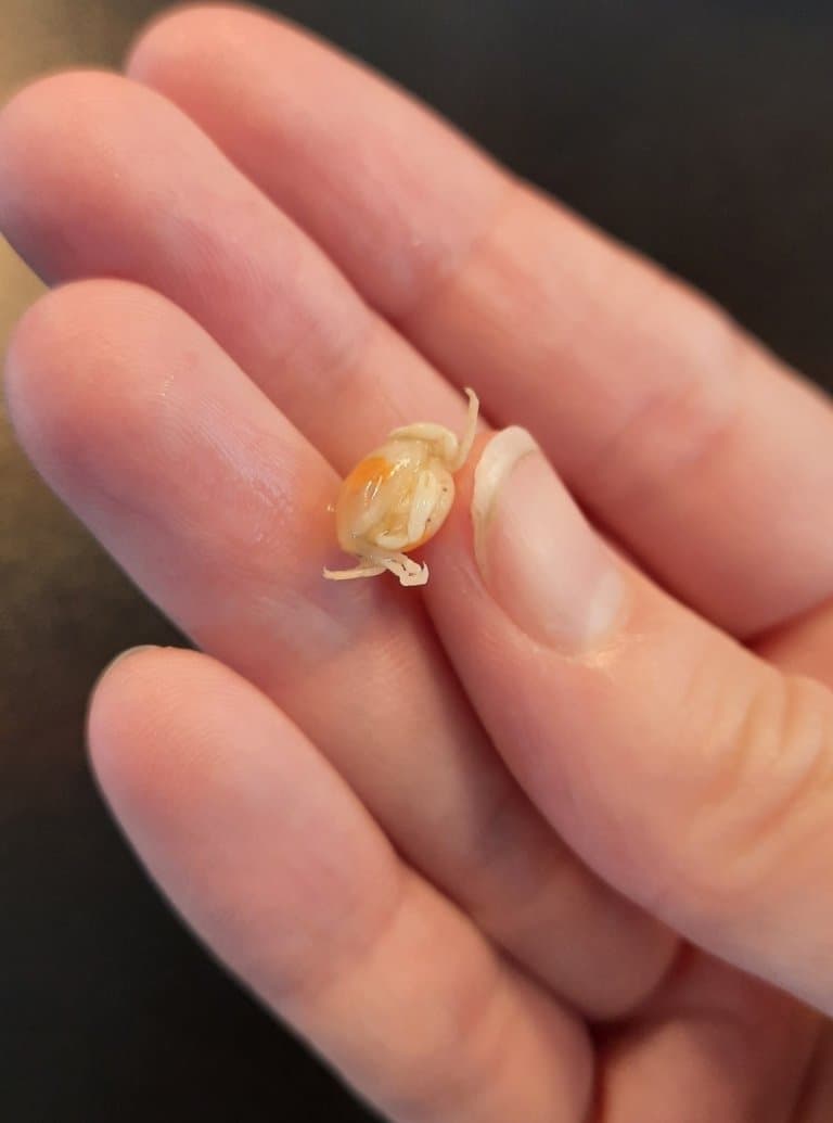 Pea crab, smallest crab in the world