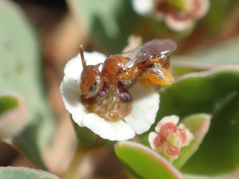 Perdita minima, the worlds smallest bee