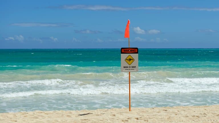 Portuguese Man o’ War beach sign warning!
