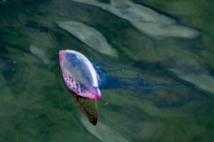 11 Fascinating Portuguese Man o' War Facts - Fact Animal