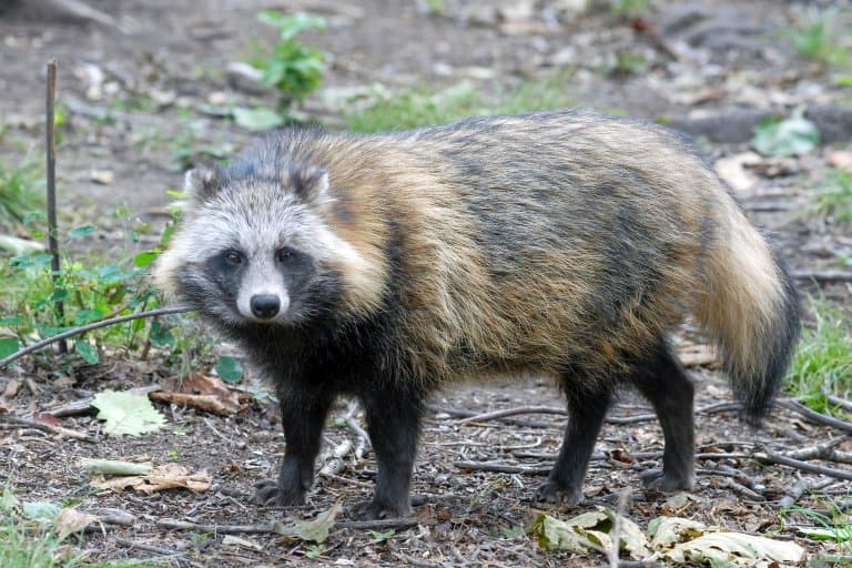 do raccoon dogs bark