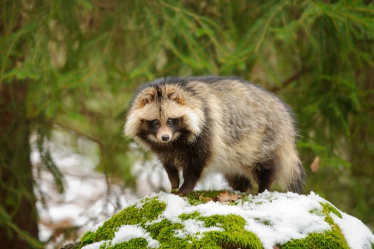 Raccoon Dog in forest