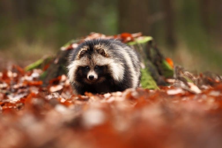 Raccoon Dog hiding in leaves