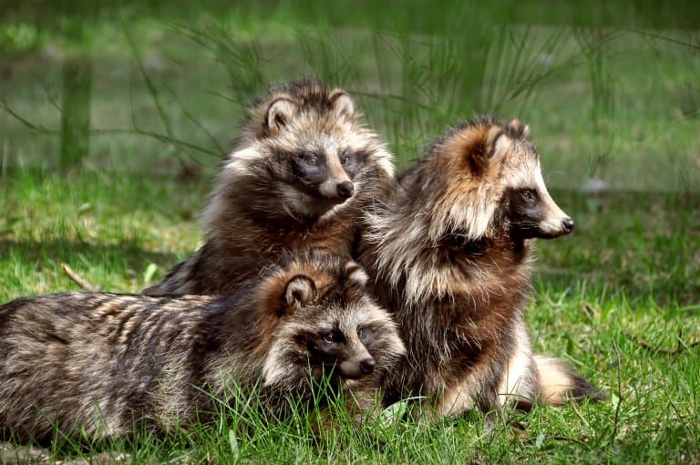 Raccoon Dogs!