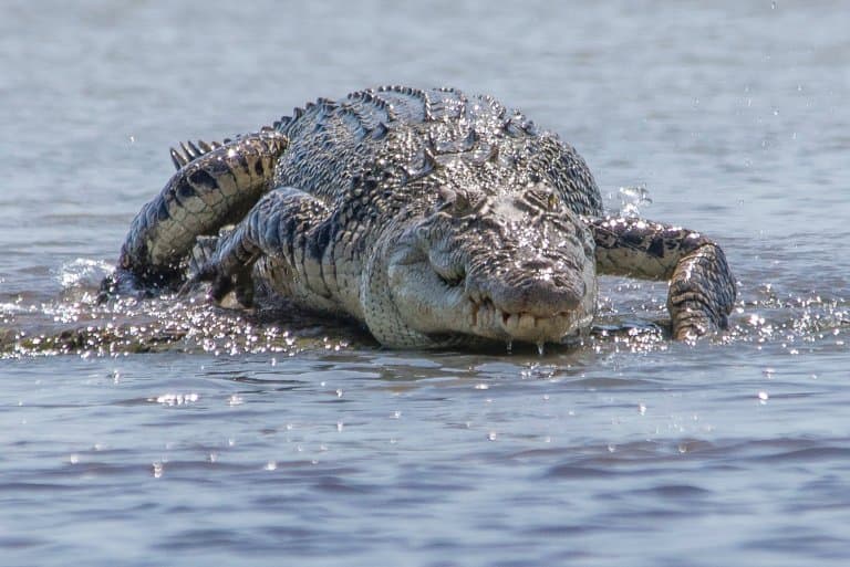 saltwater crocodile size