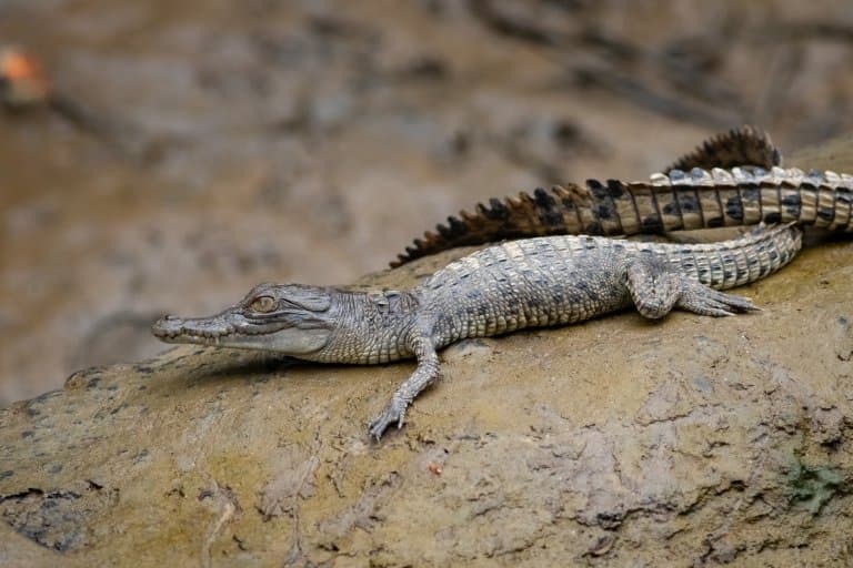 Saltwater Crocodile hatchling