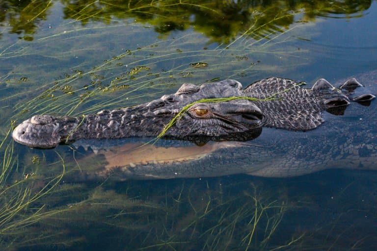 Saltwater Crocodile hiding underwater