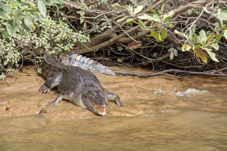 Saltwater Crocodile in a mangrove swamp
