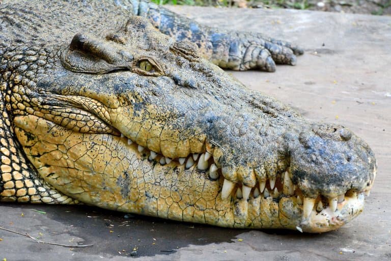 Saltwater Crocodile teeth and head