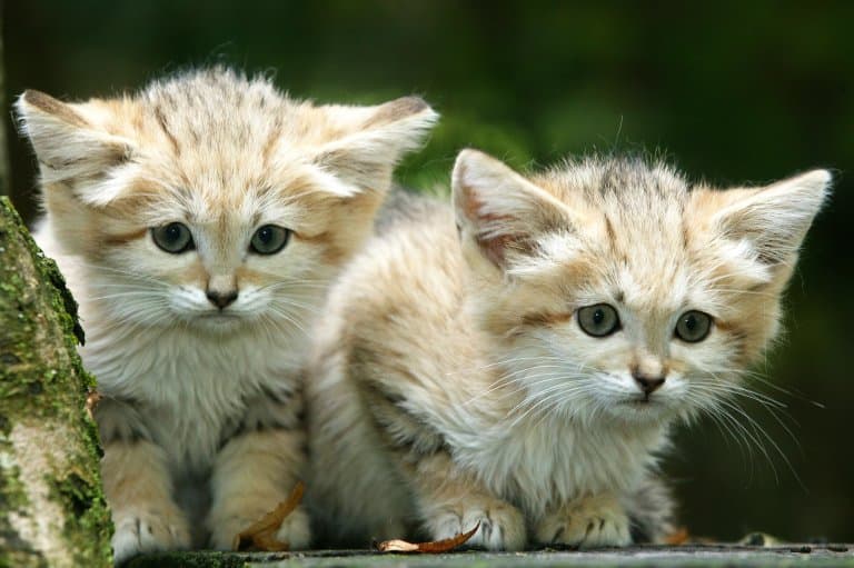 Sand Cat kittens