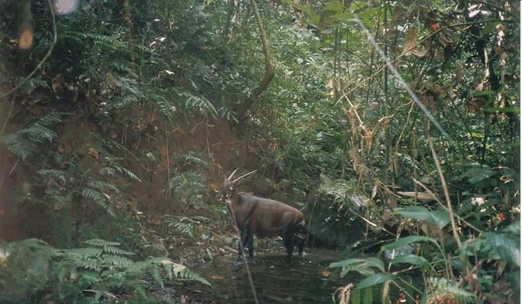 Saola