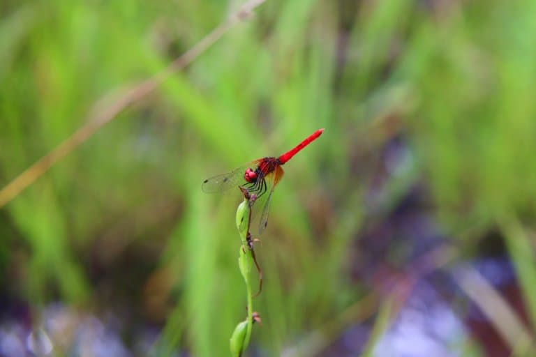 Scarlet dwarf, the worlds smallest dragonfly 