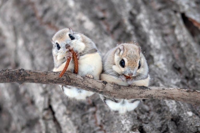 cute siberian flying squirrels
