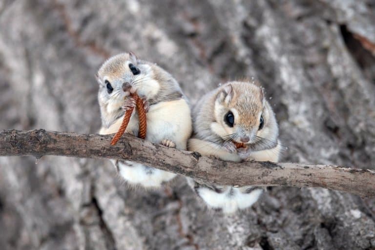 Flying Squirrel Fact Sheet