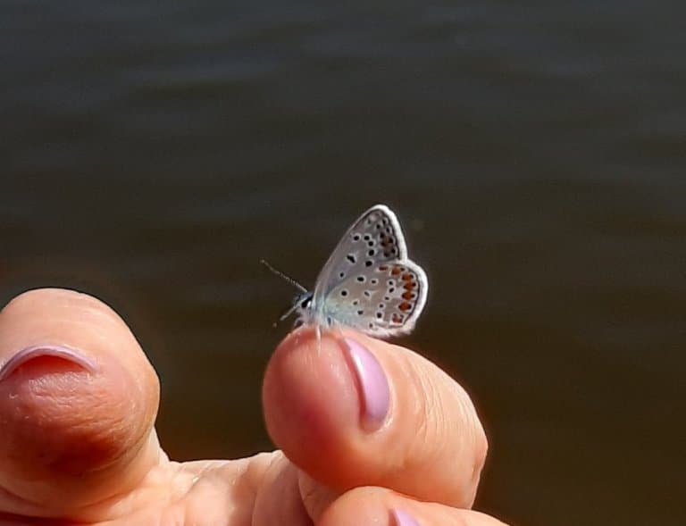 Sinai baton blue, smallest butterfly