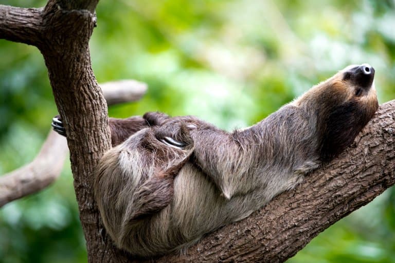 Sloth asleep!