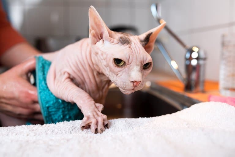 Sphynx Cat