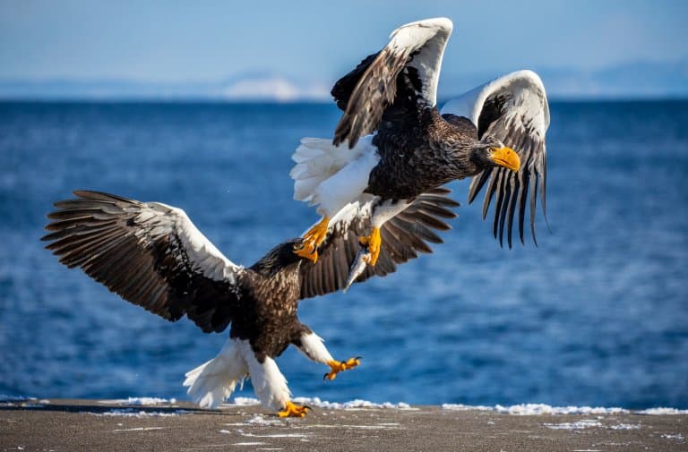 Steller's Sea Eagle Facts