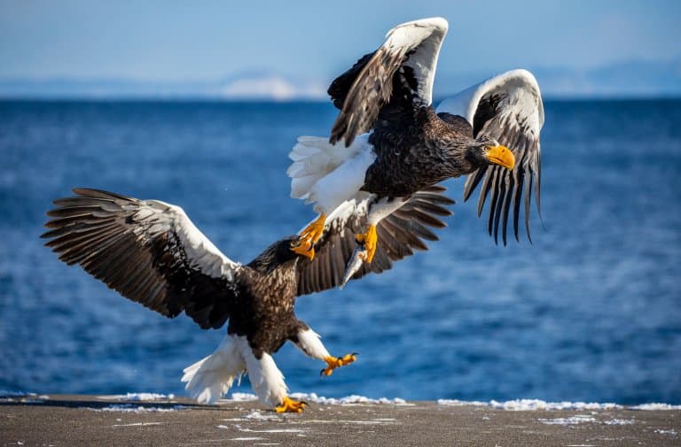 Steller's Sea Eagle