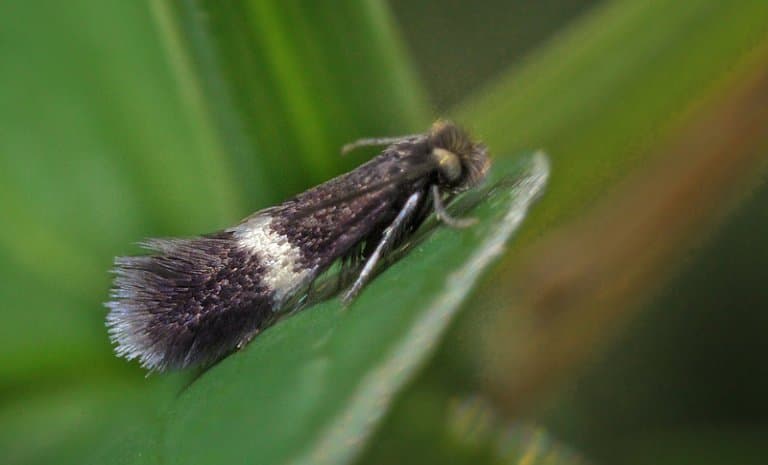 Stigmella maya, worlds smallest moth