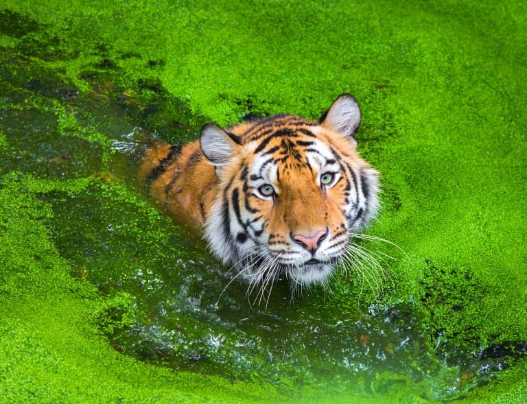 Sunda Island Tiger