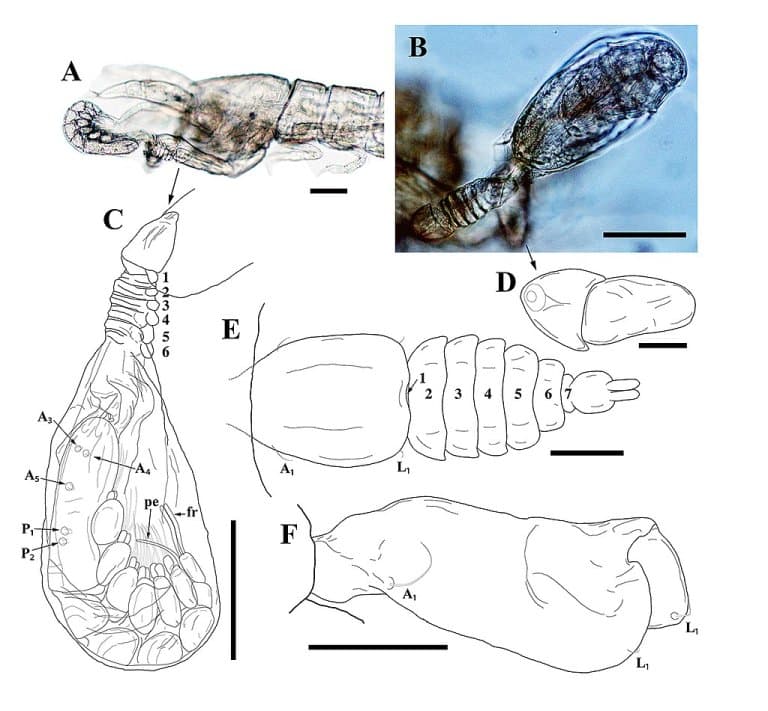 Smallest Swimming Arthropod - Tantulacus dieteri