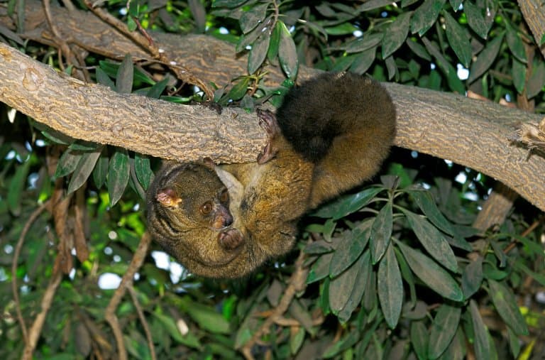 Thick Tailed Bush Baby in a tree