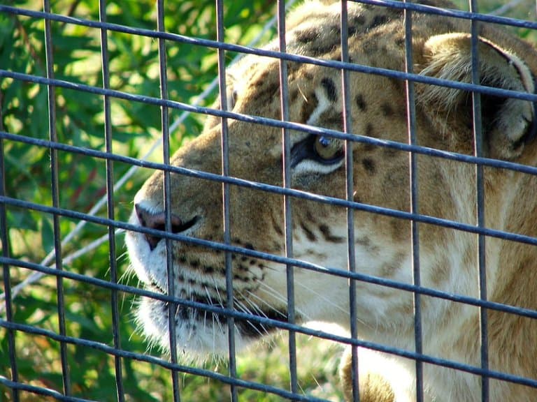 Tigon in captivity