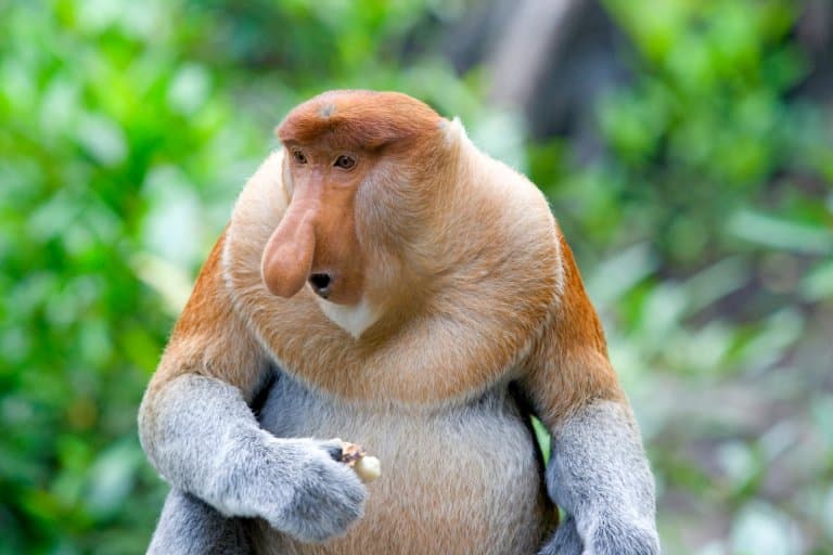 Proboscis Monkey