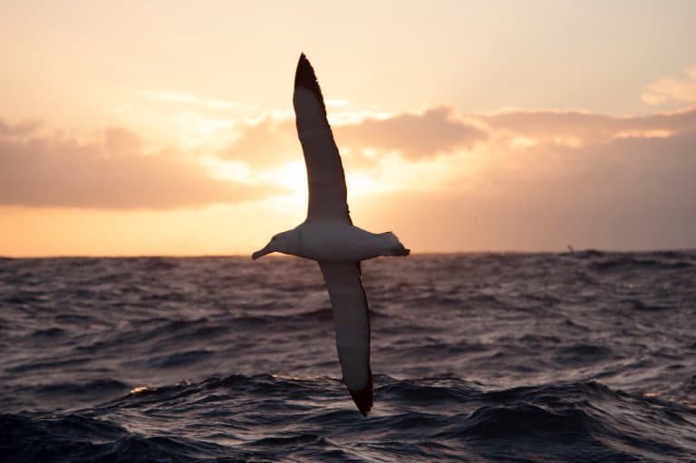 Wandering Albatross low sun