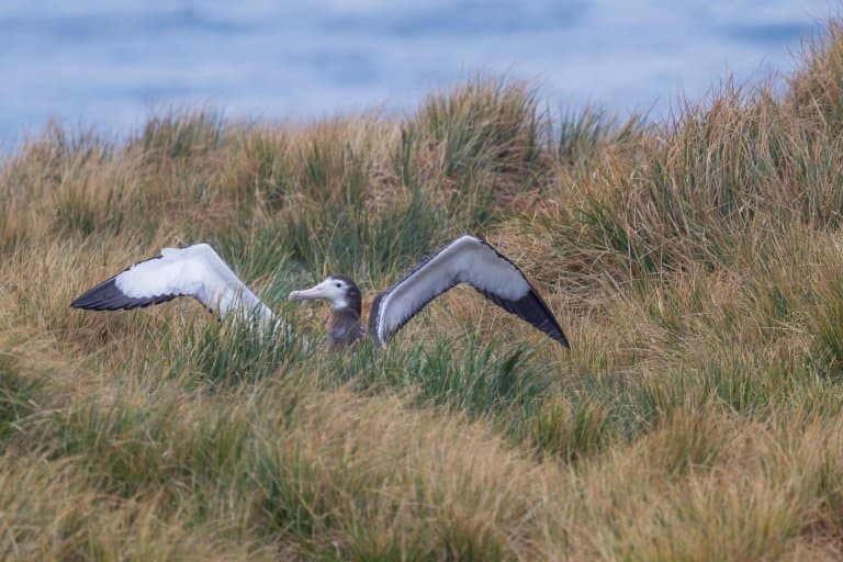 Wandering Albatross chick wanting to take flight