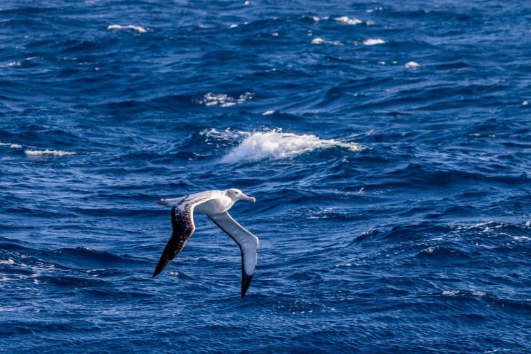 Wandering Albatross in flight