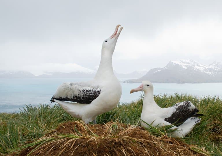 Wandering Albatross nesting