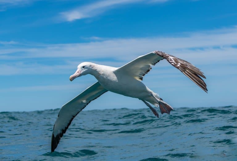 Wandering Albatross Facts